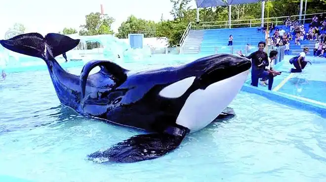 San Clemente del Tuyú: Piden la liberación de la orca de Mundo Marino