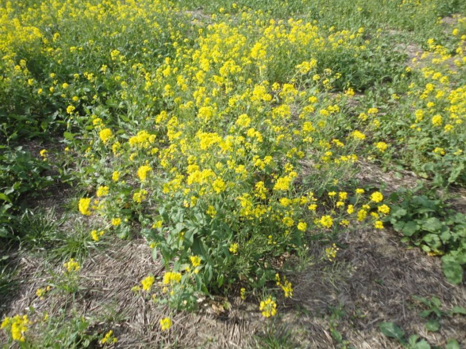 Un nabo silvestre que crece en Tandil desató una alerta roja de la Aapresid