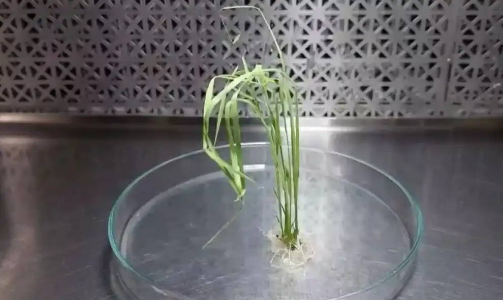 Los resultados mostraron que las variedades índicas presentaron una mayor eficiencia en la formación de callos embriogénicos.