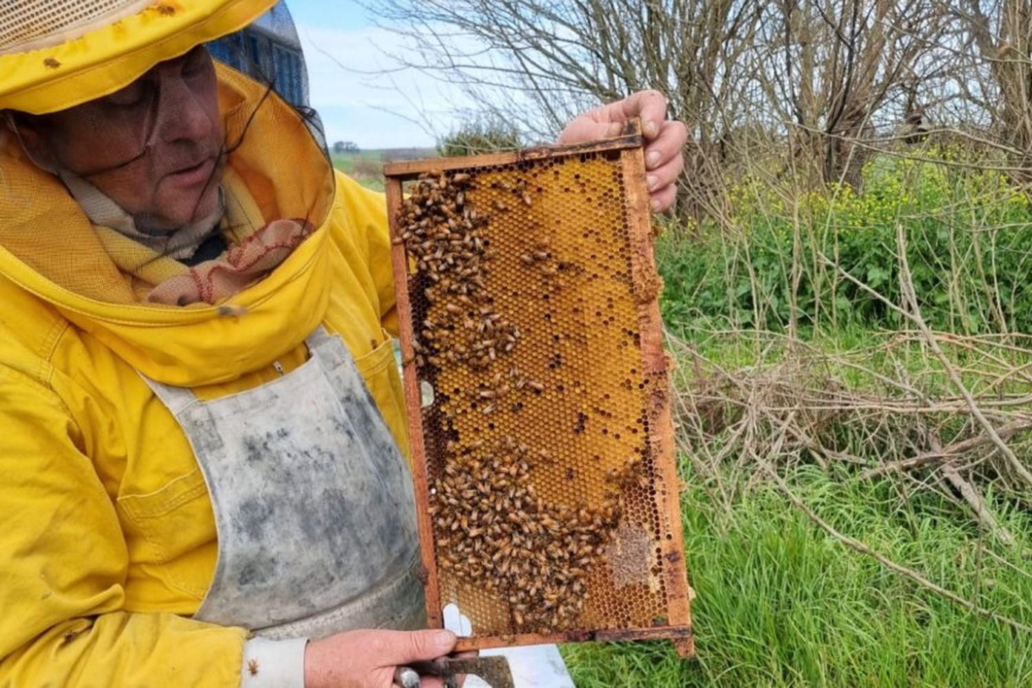 La sequía impactó de lleno en el sector apícola: cae 15% producción de miel