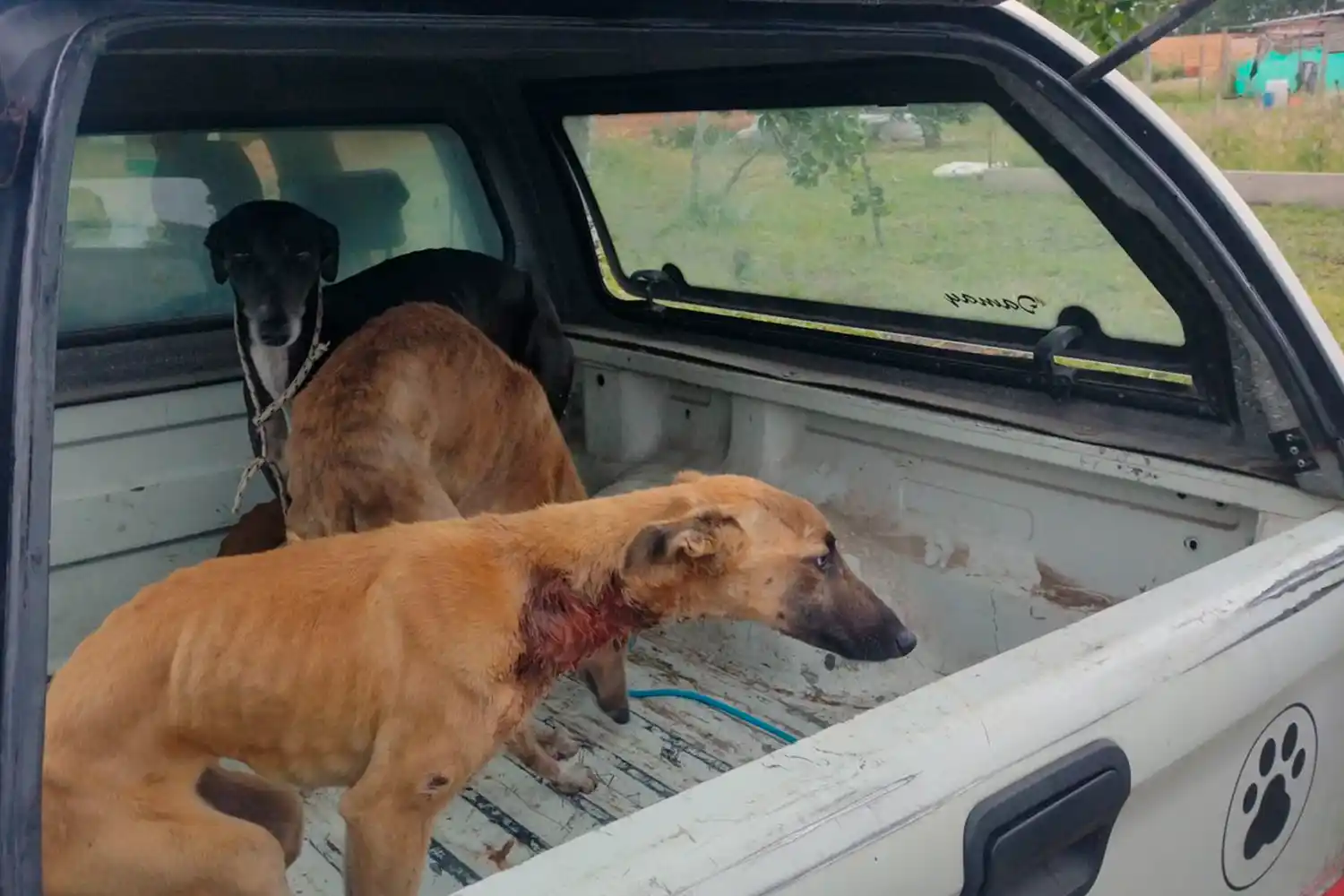 Rescatan perros lastimados y en estado de abandono