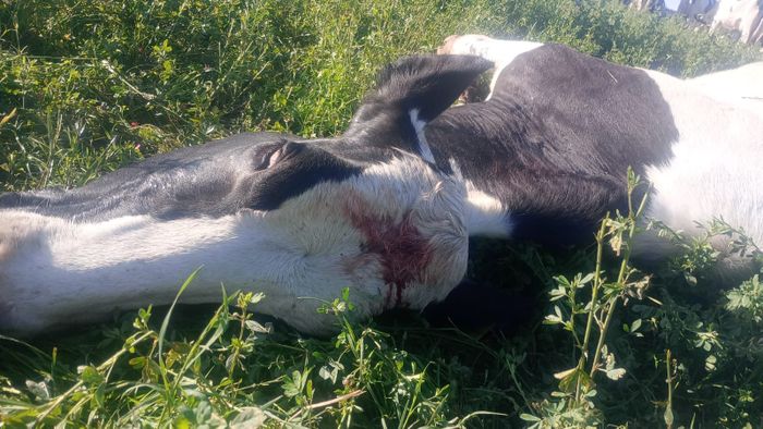 IMAGEN SENSIBLE | Balearon a una vaca en un tambo de Rafaela y debieron sacrificarla: “Es tristísimo” - 2