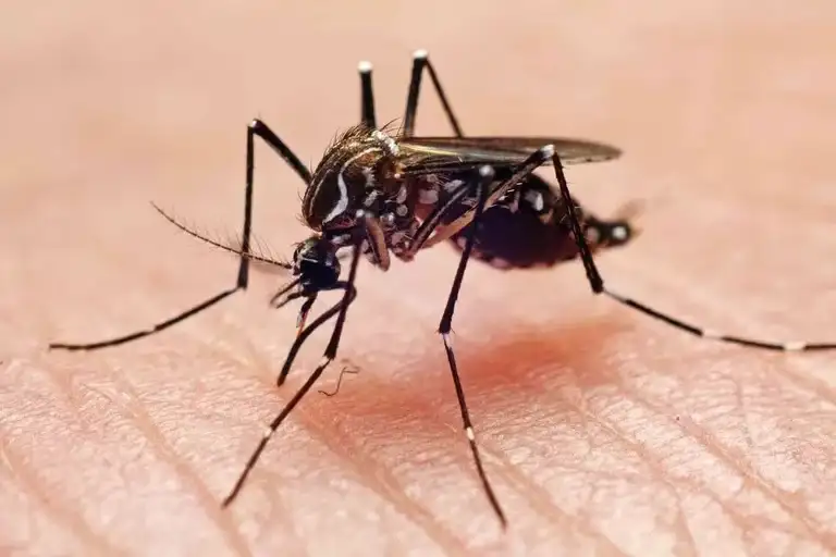 Dengue: por qué no hay que bajar la guardia aunque baje la temperatura