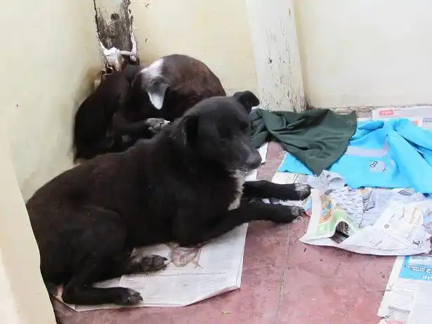 Castraron a los perros sin hogar del Parque Unzué