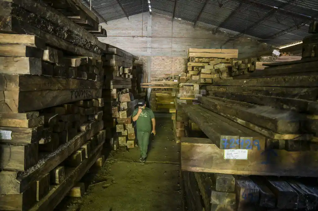 La madera de la tala ilegal en Colombia se convierte en hogar de las abejas