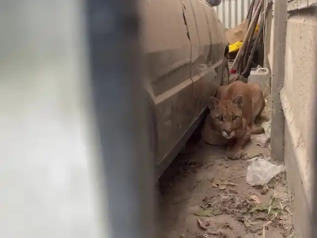 Soledad Aguilar explicó las causas alrededor de las apariciones de pumas