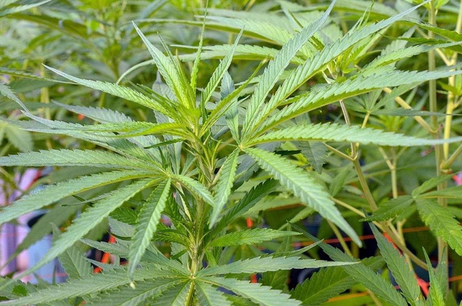 Salta iniciará un proyecto para la producción de cannabis medicinal