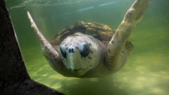 Finalizó el monitoreo del tortugo Jorge: “Logró completar su migración y llegar a Río de Janeiro”