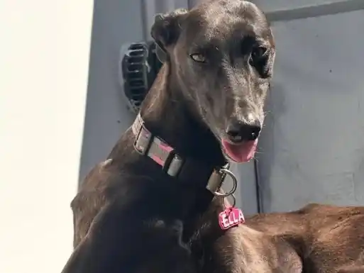 El caso de la perra Ella movilizó a La Plata