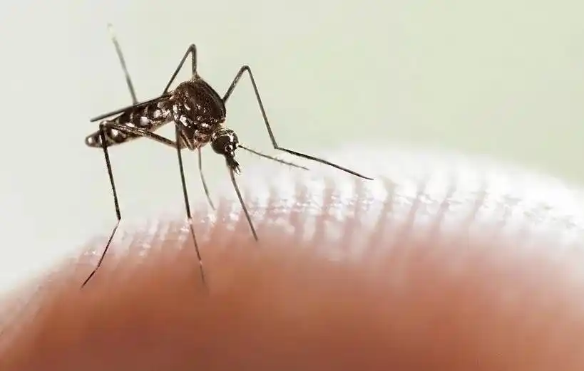 Dengue: 26 casos confirmados en La Plata