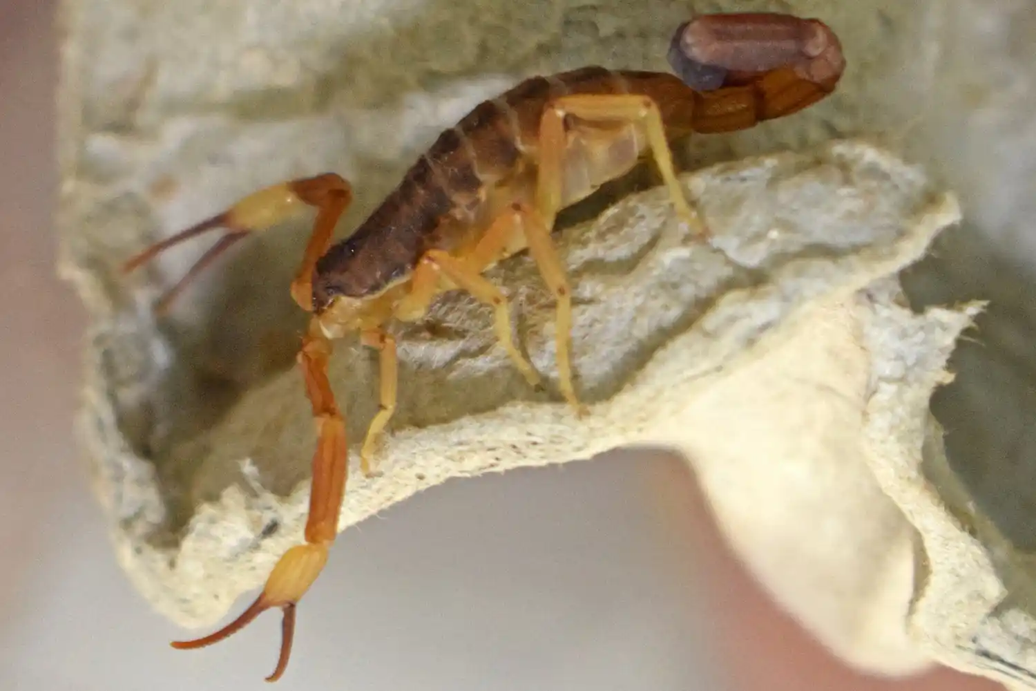 Salud recordó medidas de prevención para evitar picaduras de alacranes