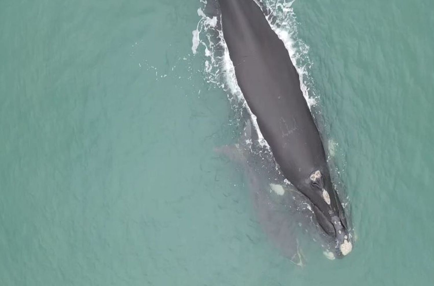 Día Nacional de la Ballena Franca Austral: uno de los espectáculos naturales que cautiva a los marplatenses