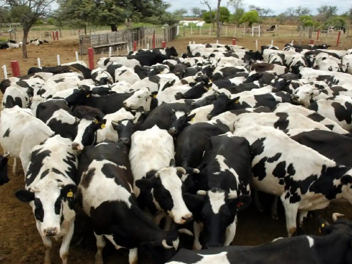 Morteros: tambero murió embestido por un toro