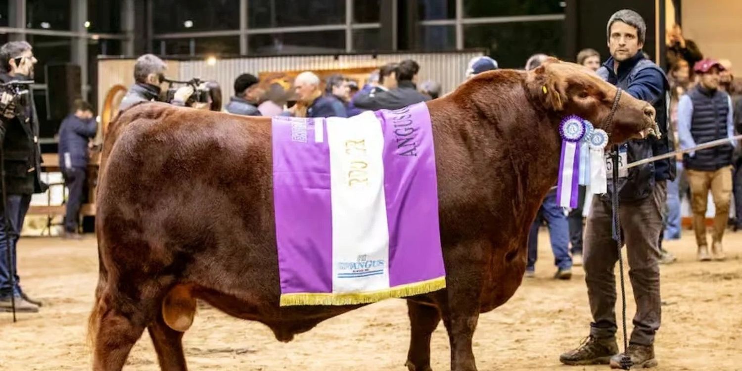 Torniquete en la Exposición de Otoño de Angus en mayo pasado, donde se consagró como Reservado de Gran Campeón Macho de Otoño. Crédito Ale Álvarez