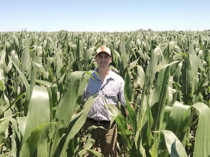 Impulsando rindes: la fertilización justa en el lugar apropiado