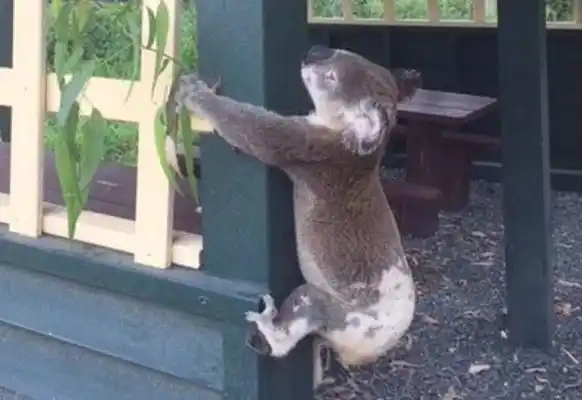 Indignación en Australia: dejaron un koala atornillado a un poste