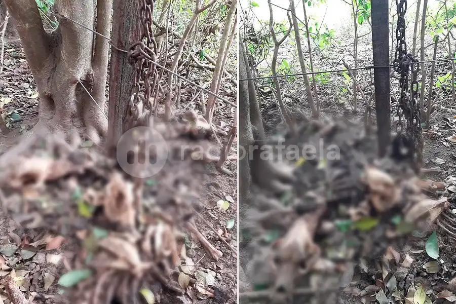 Imágenes sensibles | Encontraron perros muertos encadenados a un alambrado en un terreno de la región