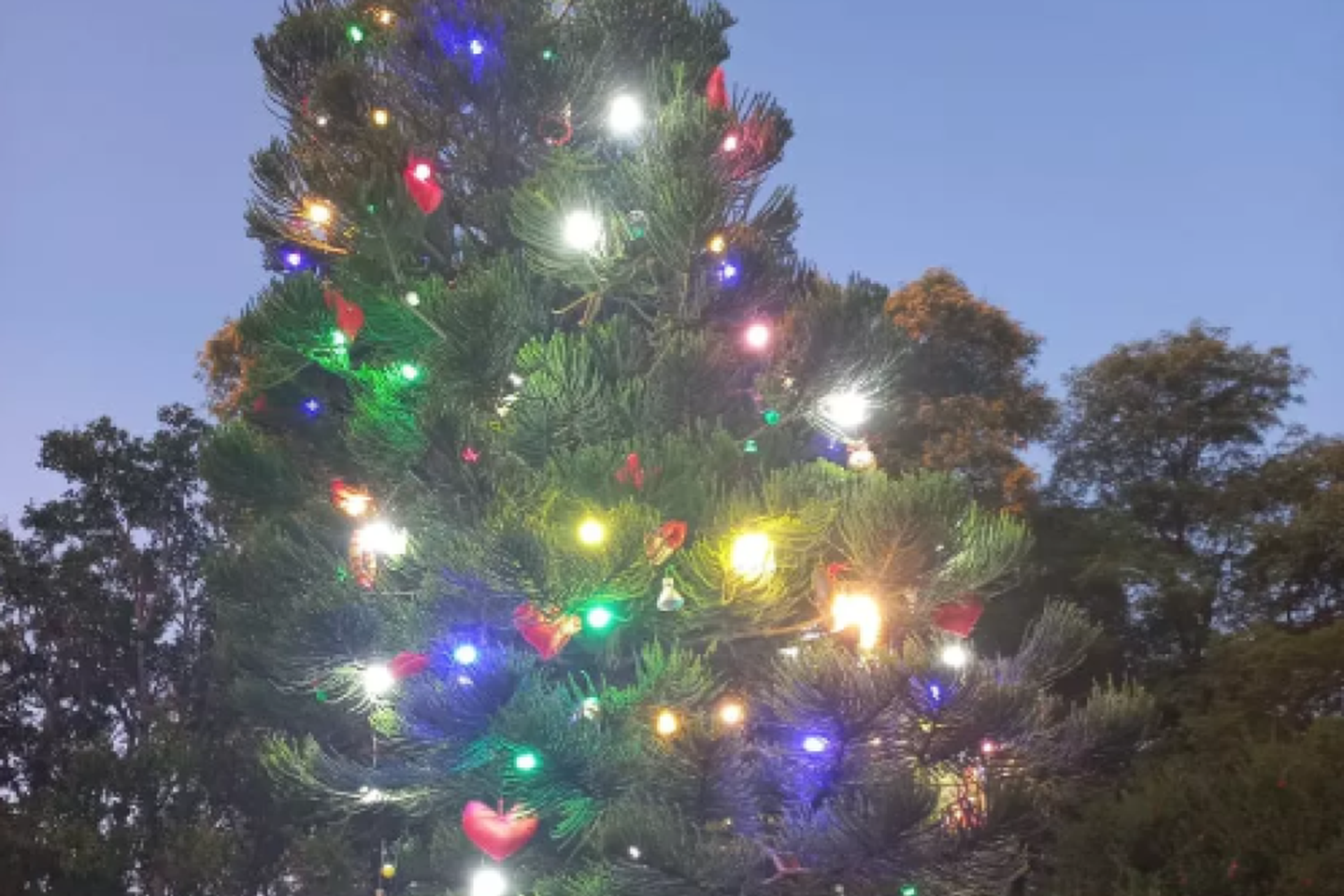 El barrio Sarmiento demuestra su espíritu navideño con su propio árbol de Navidad