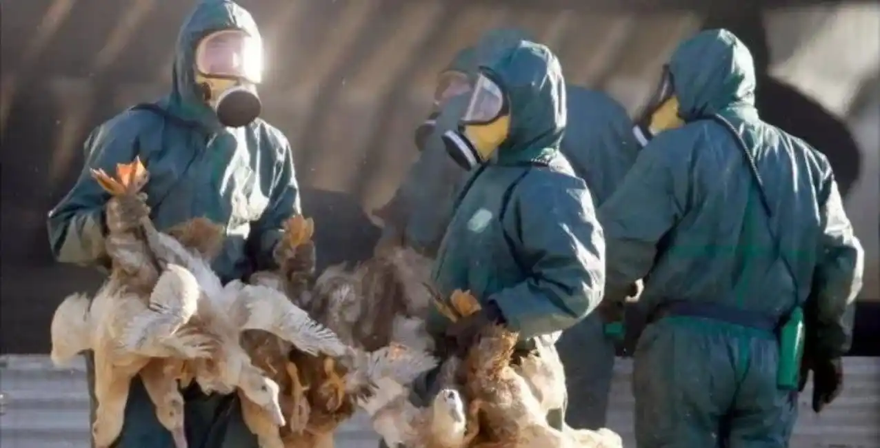 Se confirmó el primer caso de Gripe Aviar en Argentina