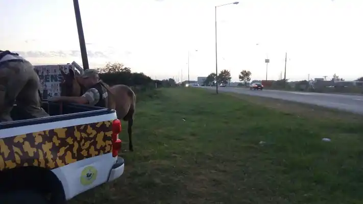 Un peligro: Una yegua desbocada en el Acceso Sur