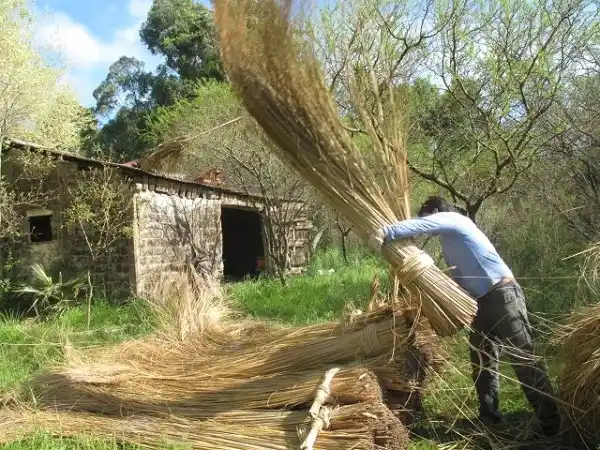 Proyecto Arbolar: cuando el sueño es volver a lo natural