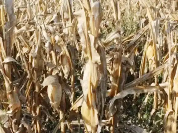 La sequía pisa fuerte en los campos entrerrianos