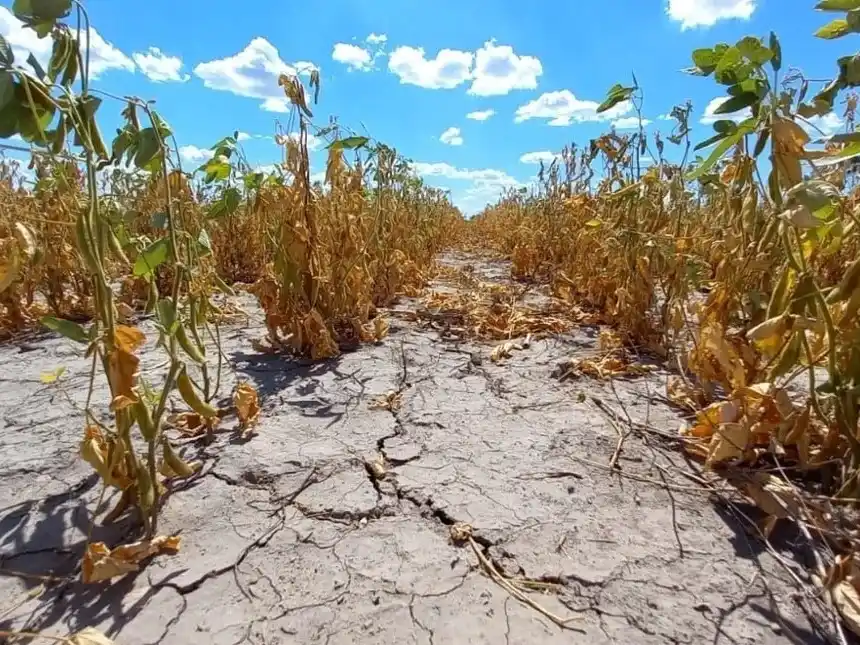 Economía declaró la emergencia agropecuaria en Chubut, Río Negro y departamentos de Mendoza