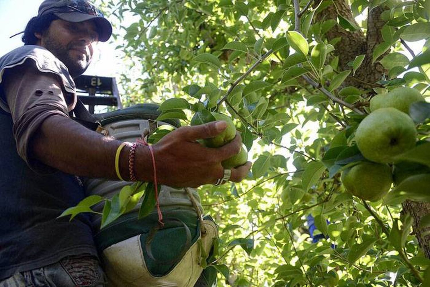 Producción afectada por heladas en zona cordillerana