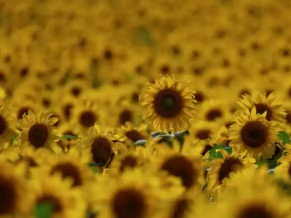 Mientras el trigo mejora su condición, se demora la siembra de girasol