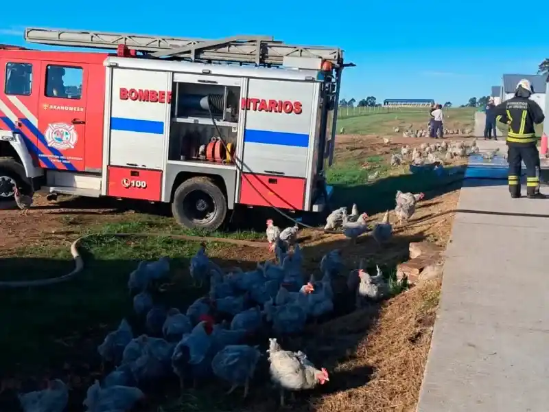 icendio galpon avicola - 2