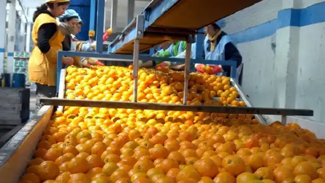 Fuerte expectativa del sector citrícola por nuevos mercados