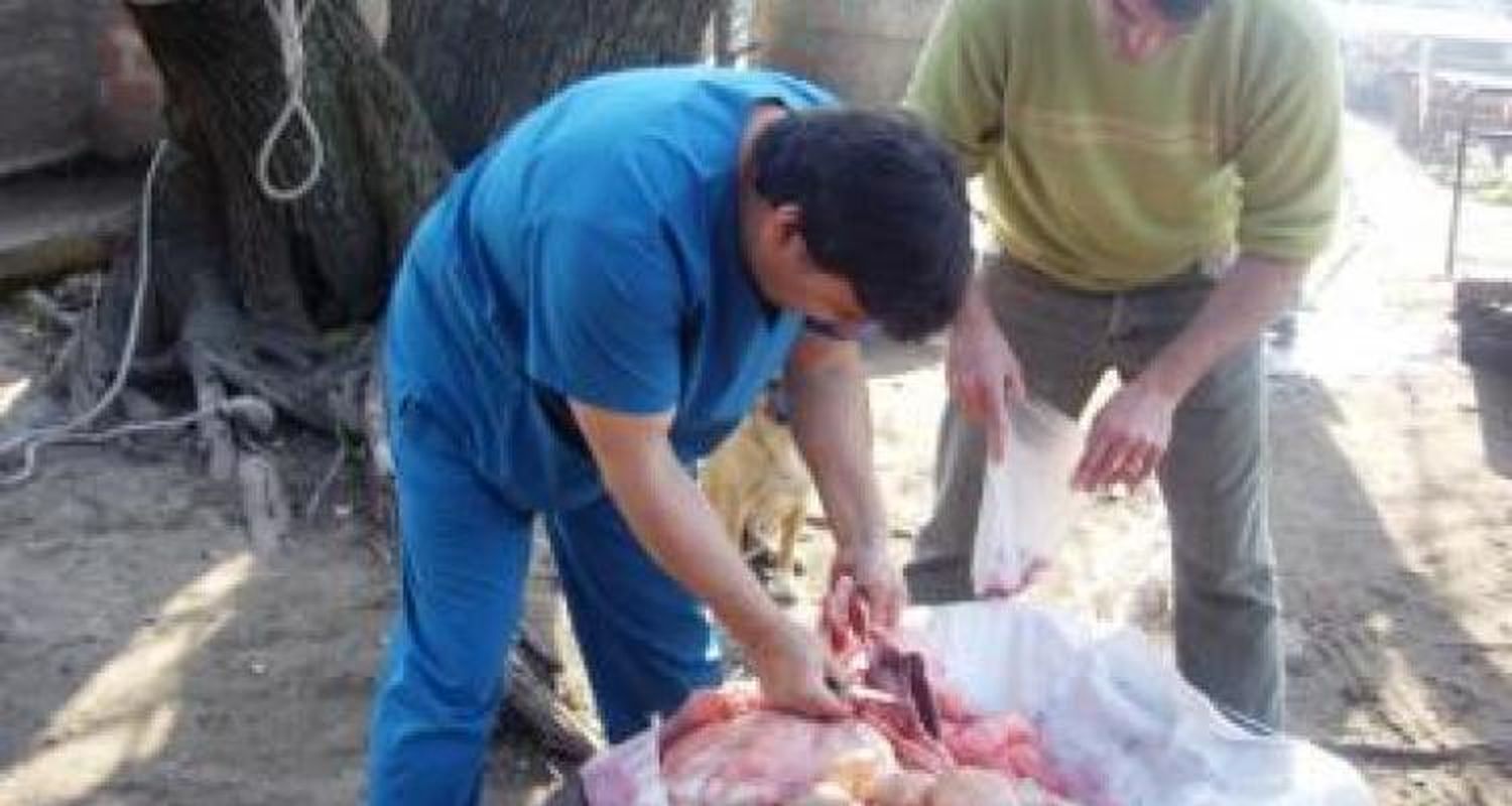 Triquinosis: El martes faenarán el resto de los cerdos del criadero