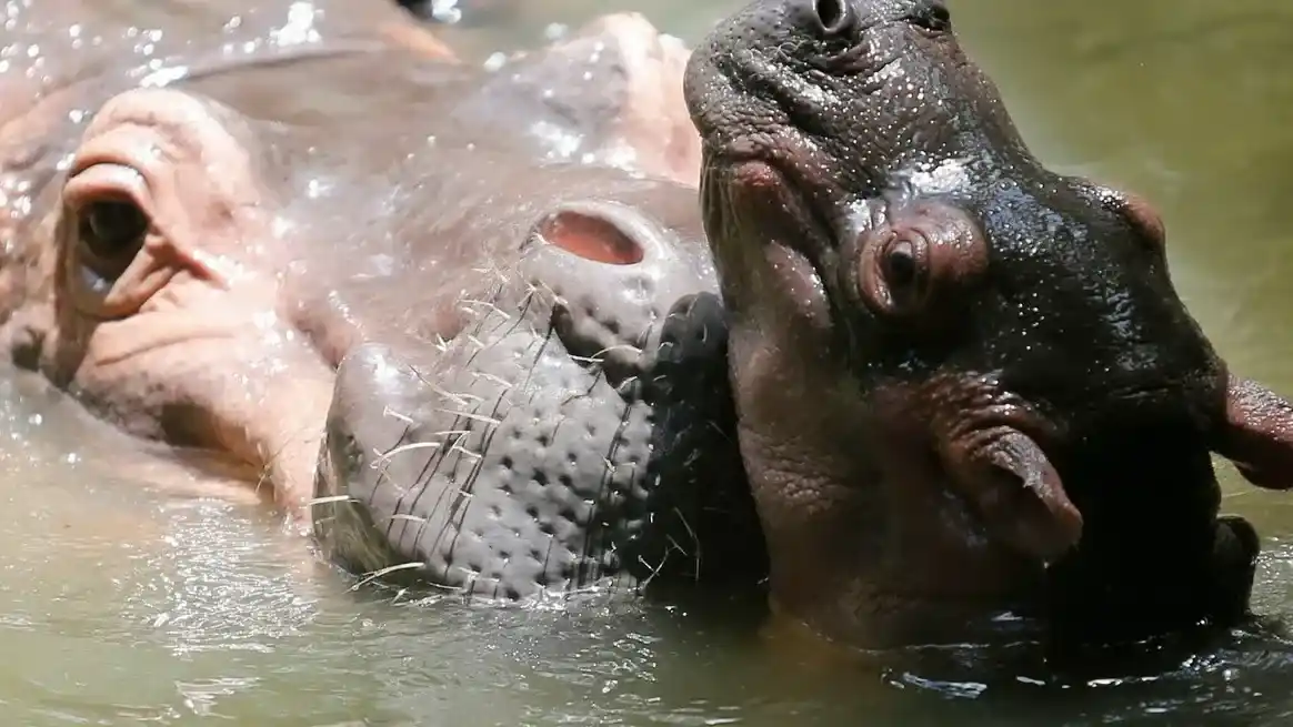 El hijo del multimillonario indio Mukesh Ambani se ofreció a salvar a los "hipopótamos de la cocaína" de Colombia