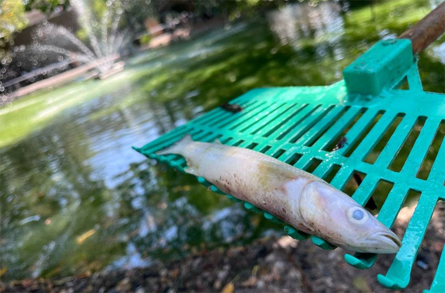 Preocupación por mortandad de peces en el laguito del Parque Independencia: «El calor de los últimos días afectó mucho»