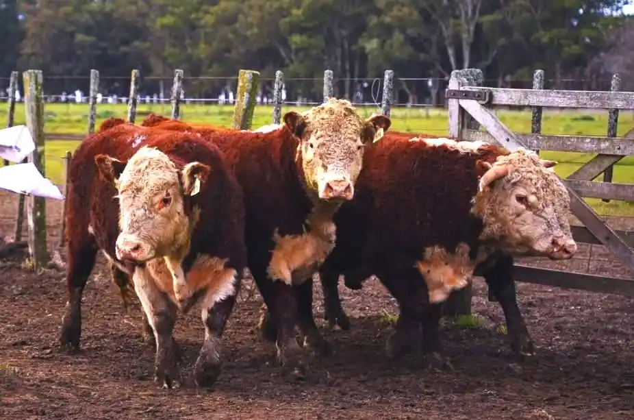 La Cuenca del Salado potencia su ganadería: exitosa prueba pastoril con toros Hereford para optimizar la eficiencia productiva