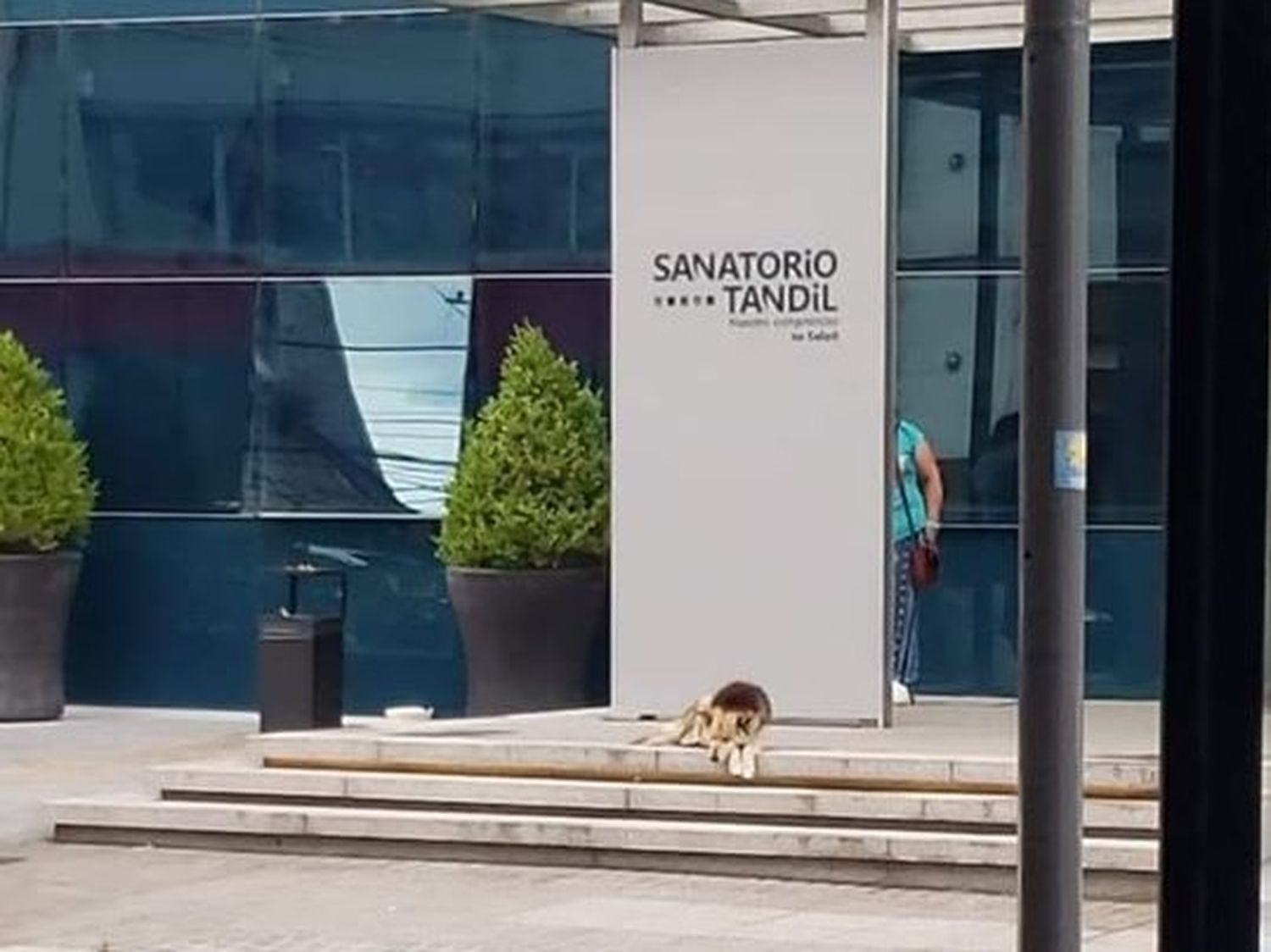 La emotiva historia del perro que espera en el Sanatorio a su dueña internada hace 10 días