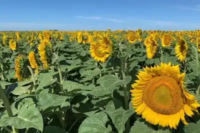 Girasol: récord en exportaciones y molienda en dos décadas