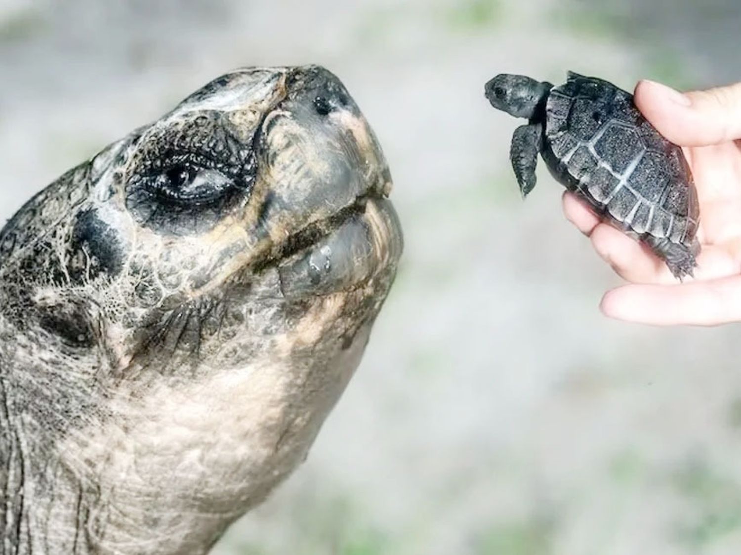 Una tortuga galápago se convirtió en papá por primera vez a los 135 años