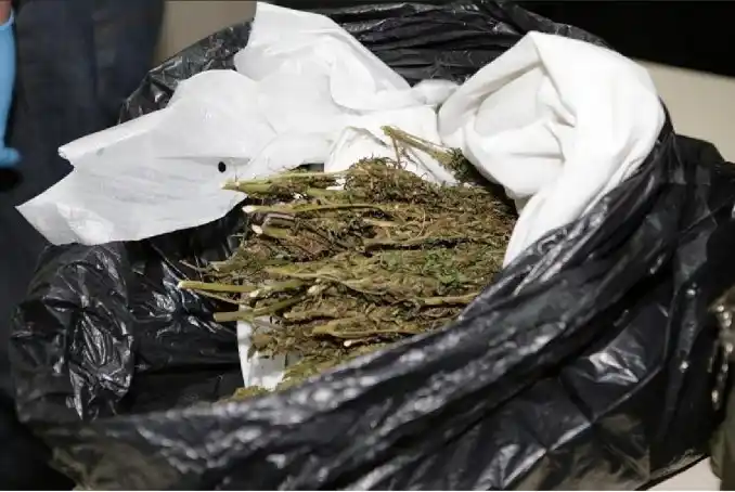 México: Legalizan el cultivo y consumo de marihuana con fines "lúdicos"