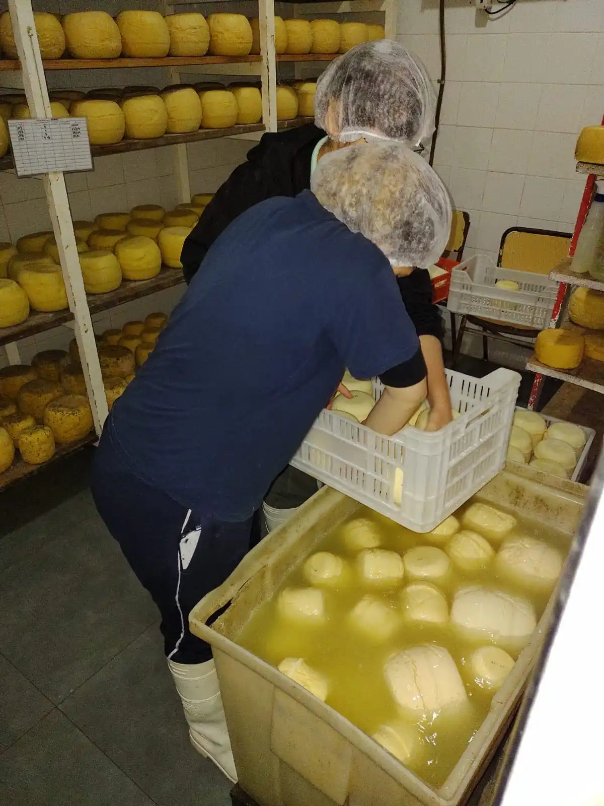 En el Instituto Fahy, los estudiantes aprenden haciendo: elaboración de quesos como parte de la formación técnica en producción agraria.