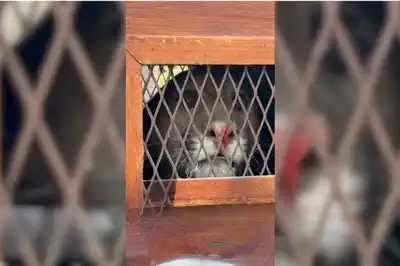 Un puma irrumpió en el frente de una casa en Cabaña Leiva y fue rescatado