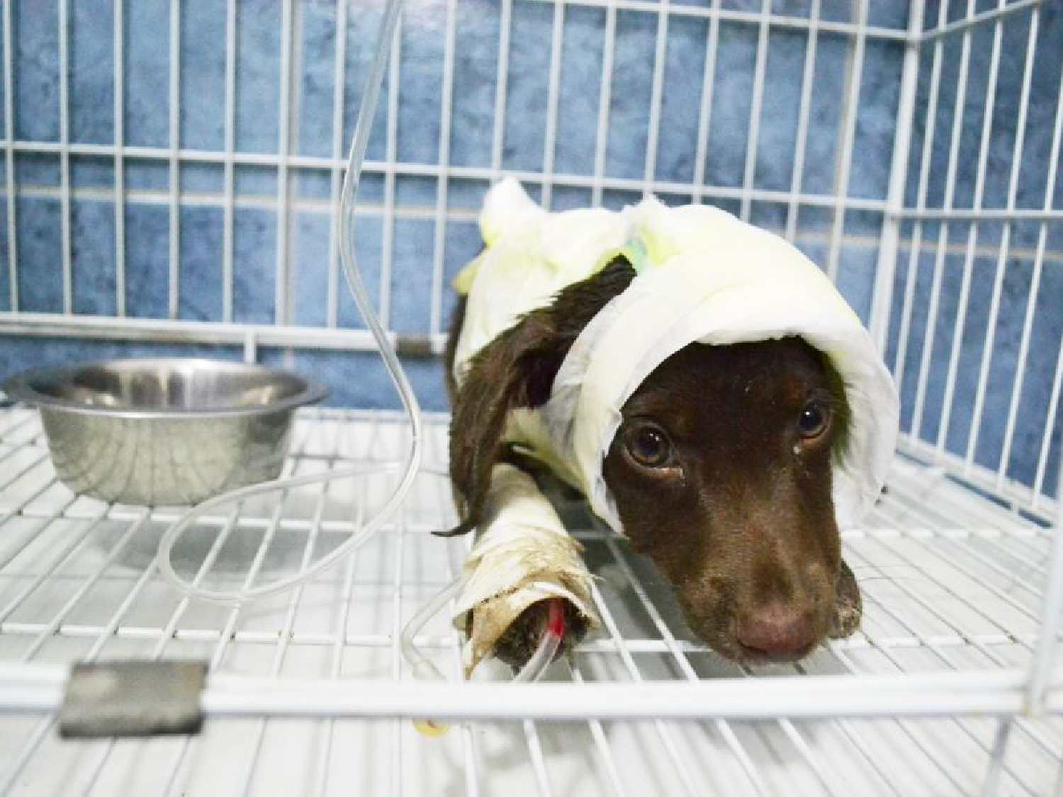 A 6 años del caso Chocolate, que marcó un precedente muy importante sobre el maltrato animal