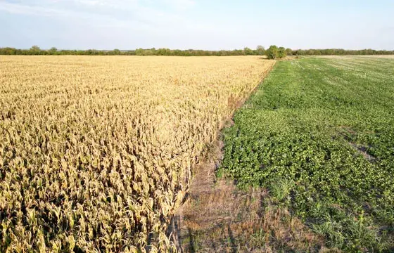 Recortan las estimaciones de la cosecha de soja y maíz, según informe de la Bolsa de Cereales