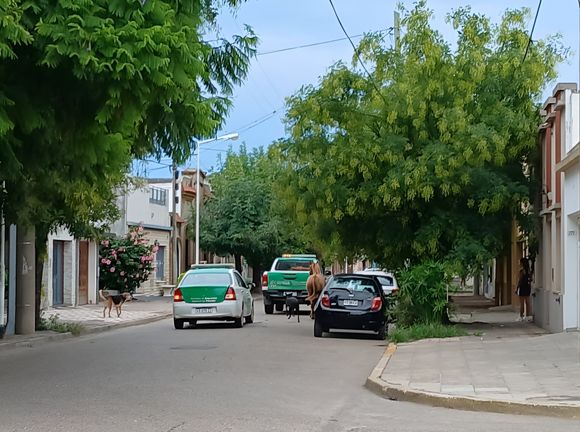 Secuestraron caballo suelto y tuvieron que cruzar el centro para arrearlo hasta el Corralón