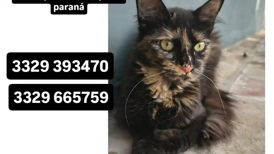 Buscan a Canela, una gatita extraviada