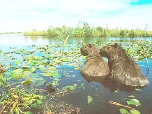 Fundación Vida Silvestre Argentina invita a participar del Safari de Verano 2026