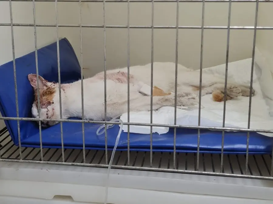 Buscan al dueño de un pequeño gatito que está internado