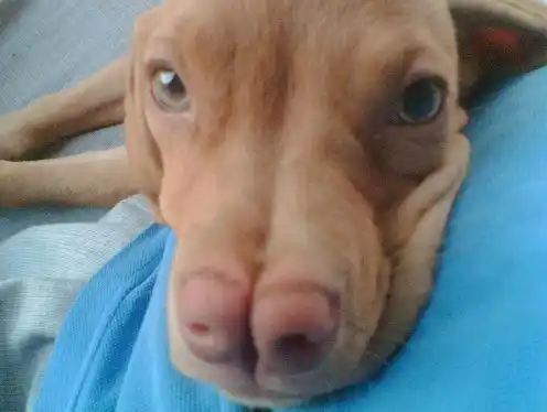 Conocé la raza de perros que tiene "dos hocicos"