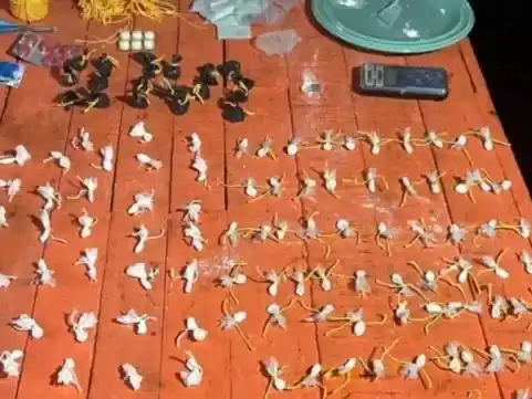 Concordia: secuestraron casi un kilo de cocaína y detuvieron a tres hombres