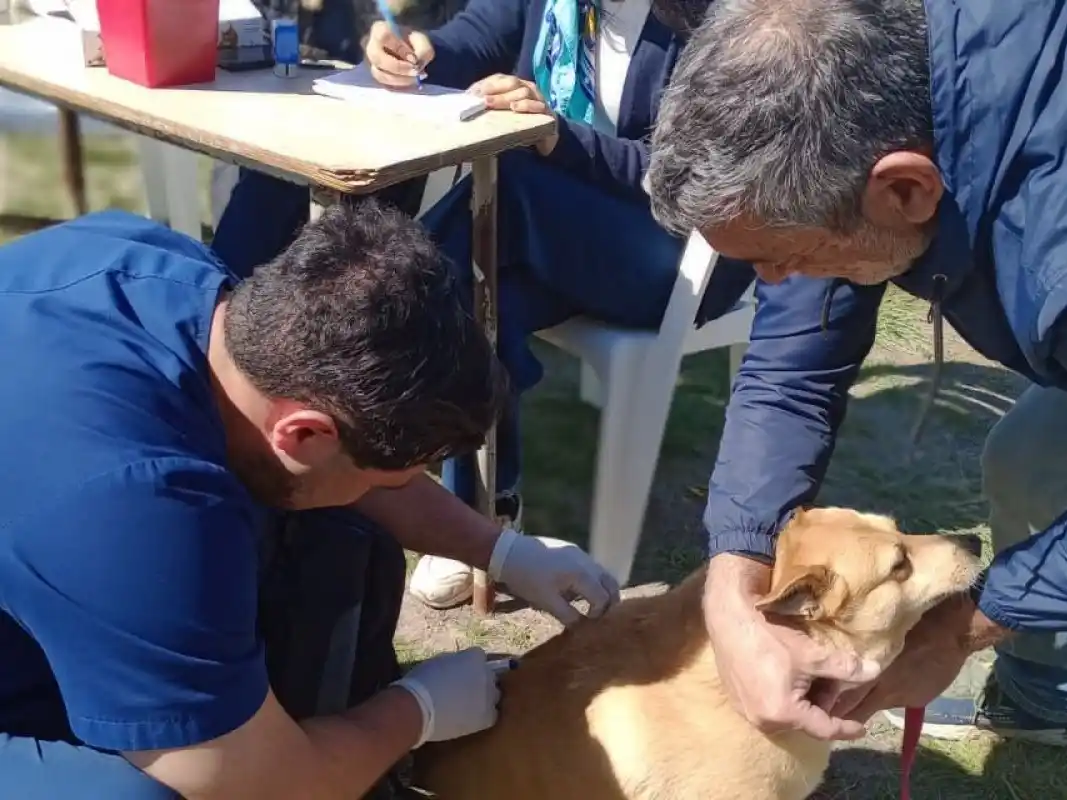 Habrá una jornada de vacunación antirrábica para perros y gatos en el playón deportivo de la Enova